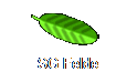 SG Felde